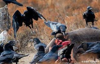 Kuzgunlar böyle görüntülendi