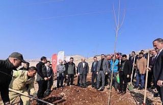 Mardin’de 23 bin 700 fidan dikildi