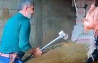 Mardin’de boğanın kafasına balyoz ile vuran kasap...