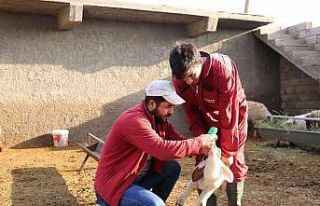 Mardin’de küçükbaş hayvancılıkta yüzde 50...