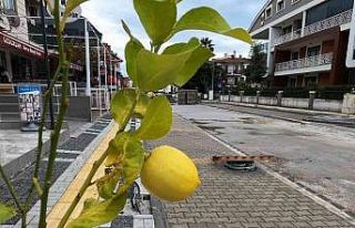 Marmaris’te sokakları limon ağaçları süsleyecek