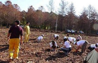 Marmaris’te yanan alanda 11 bin fidan dikildi
