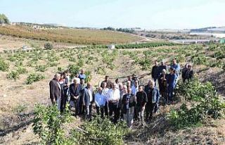 Mersin’de limon ağaçlarının kesilmesi tepki...
