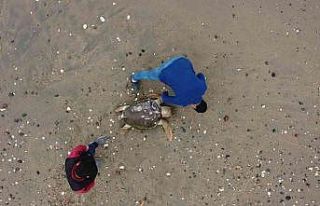 Mersin’de ölü Caretta caretta sahile vurdu