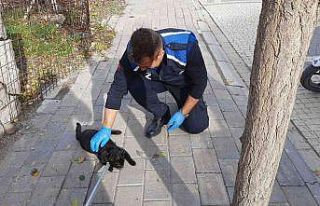 Minik kedinin yardımına zabıta koştu