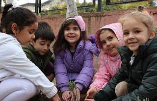 Minik öğrenciler okullarında lavanta dikti