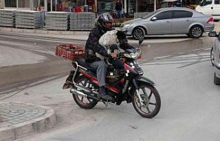 Motosiklet tutkunu köpek yollarda