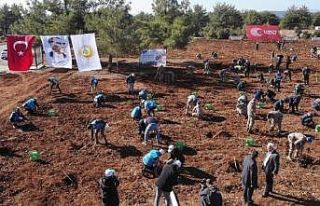 Muğla’da 253 bin fidan toprakla buluştu