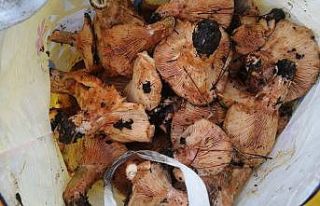 Muğla’da çıntar mevsimi başladı