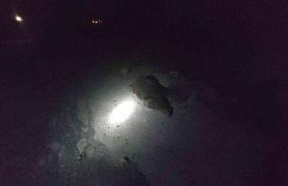 Muğla’da otomobil domuz sürüsüne daldı, 4 domuz...