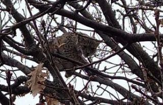 Nesli tükenme tehlikesi altında bulunan vaşak,...