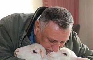 Öksüz kalan kuzulara evlerinde bebek gibi bakıyorlar