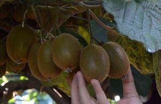 Ordu’da kivi hasadı başladı