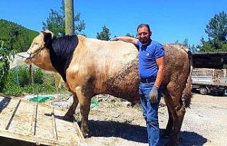 Orta refüje çıkan otomobil takla attı: 1 ölü,...