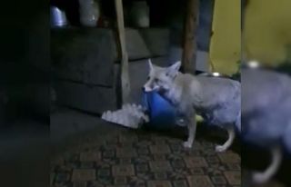 Osmaniye’de aç kalan tilki orman işçilerine sığındı