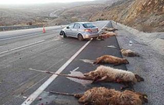 Otomobil sürüye daldı, 18 koyun telef oldu