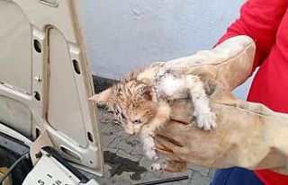 Otomobilin motor bölümünde sıkışan kedi yavrusunu...