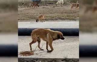 (ÖZEL) Bacağı kırılan köpeğin yardımına hayvan...
