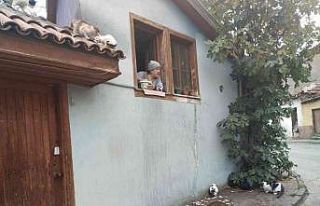 (ÖZEL) Evinin camından onlarca kediyi besliyor