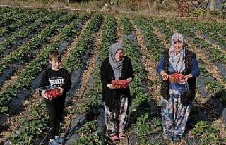 (Özel) Köylü kadınların hayatı bir fide ile...