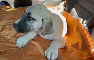 Park halinde otomobilin altında ezilen köpeğe şefkat...