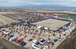 Pehlivan develer, 50 yıl sonra Tavas arenasında...