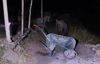 Piknikçilerin ayı ile imtihanı