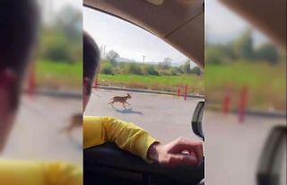 Pitbull cinsi köpeği sokağa terk eden şahsa 40...