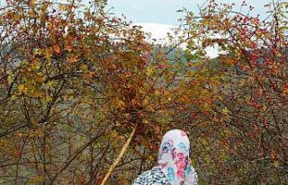 Posof’ta kuşburnu dallarında kaldı