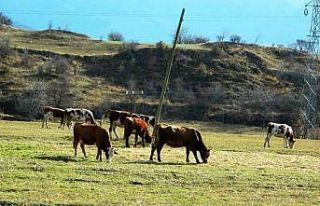 Posof’ta yazdan kalma günler