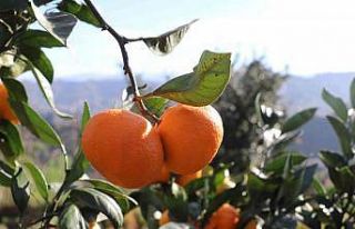 Rize’de mandalina hasadı başladı