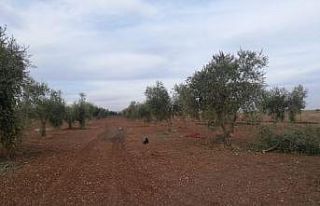 Roketin düştüğü zeytinlik zarar gördü
