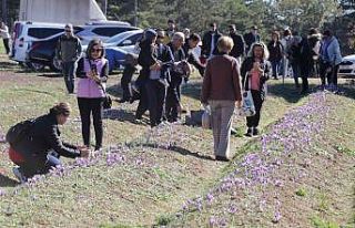 Safran tarlaları üç haftada 60 bin ziyaretçiyi...
