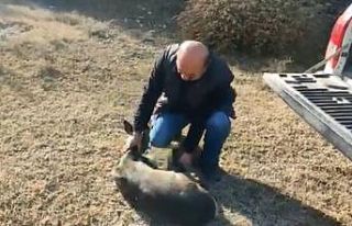 Sağlığına kavuşan karaca, doğaya salındı