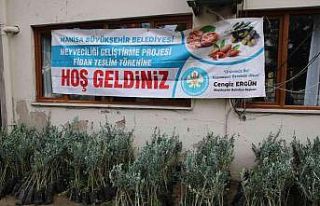Salihli’de 6 bin 480 zeytin fidanı üreticilere...