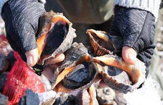 Samsun’dan salyangoz ihracatı