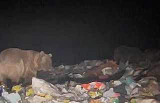 Sarıkamış’ta ayılar kış uykusu öncesi besin...