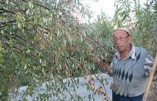 Şifa kaynağı iğdenin hem tüketimi hem de ağaç...