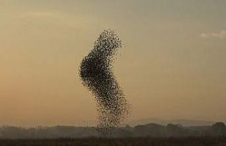 Sığırcık kuşlarının gün batımı dansı hayran...