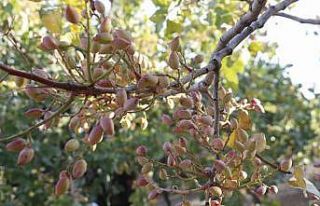Siirt fıstığı 30 bin ton hasatla ülke ekonomisine...