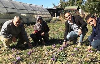 Simav’da ’Safran’ hasadı