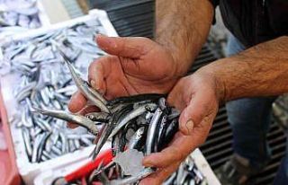 Sinop açıklarında avlanan hamsi tezgâhları şenlendirdi