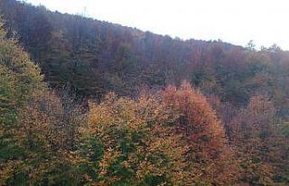 Sinop ormanlarında renk cümbüşü