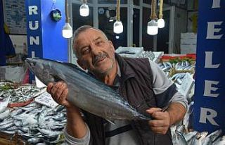Sinop’ta 5-7 kilogram arası torikler 700 TL