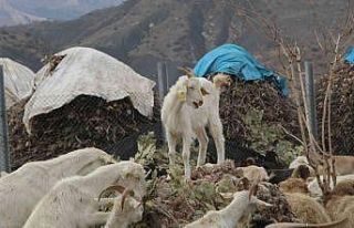 Şırnaklı çiftçi devletten aldığı destekle...