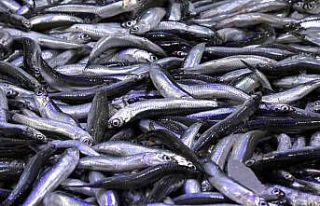 Sofraların gözdesi hamsi Sinop’ta 25 lira