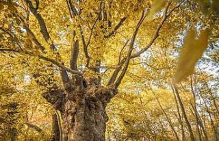 Son baharın kartpostallık çınarı