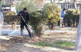 Sonbahar yaprakları toplanıp gübreye dönüştürülüyor