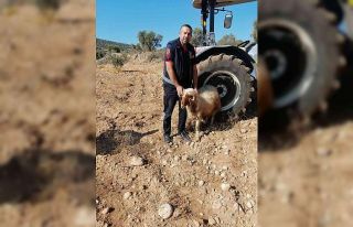 Su kuyusuna düşen koyun kurtarıldı