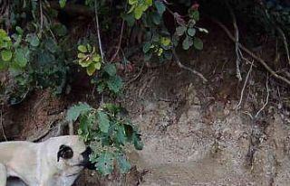 Sular altında kalacak olan ilçedeki sokak hayvanları...